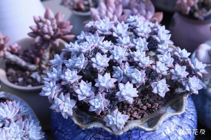 联萌花友的多肉
