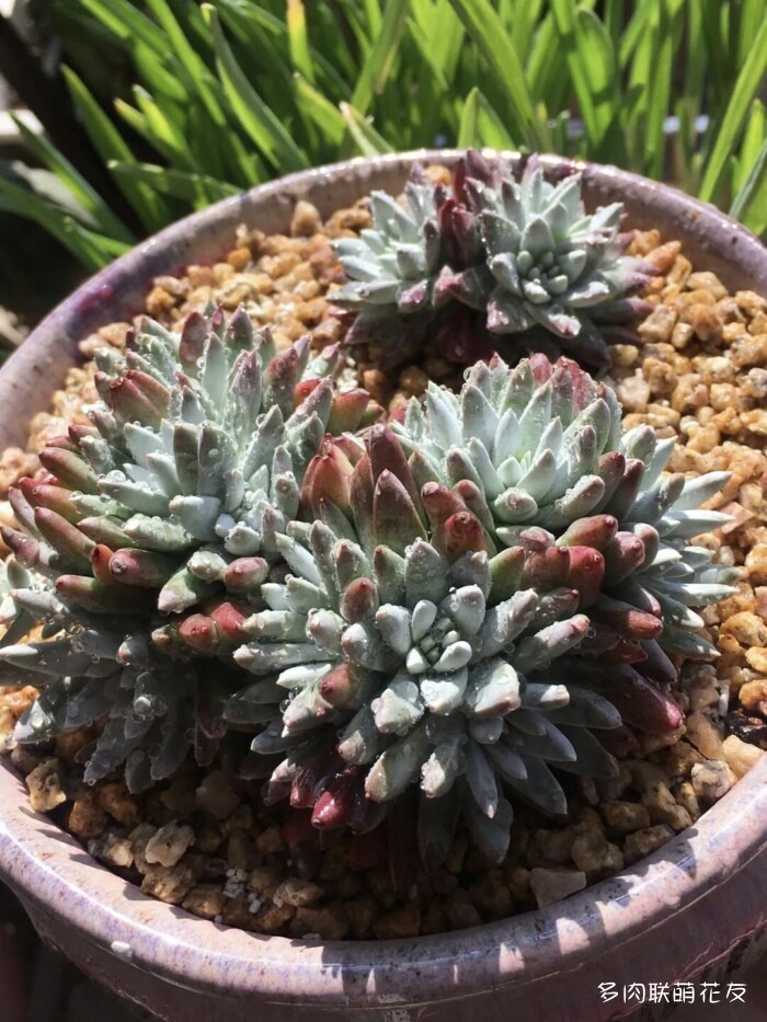 联萌花友的多肉