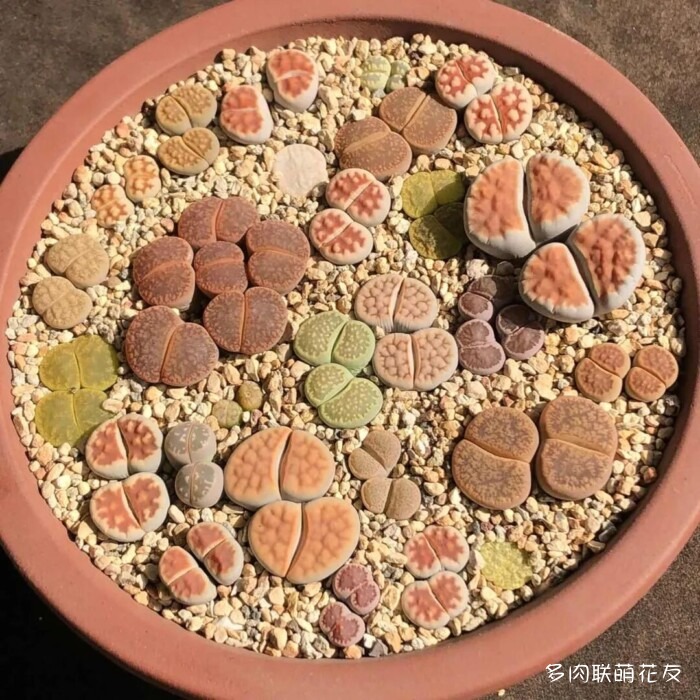 联萌花友的多肉