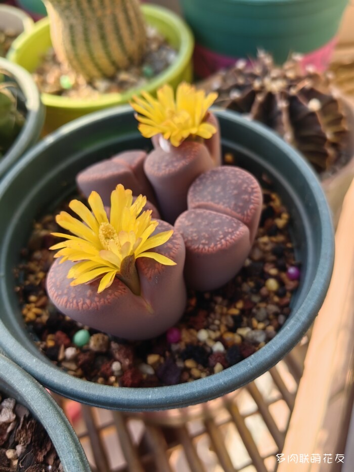 联萌花友的多肉