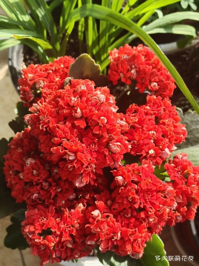 联萌花友的多肉