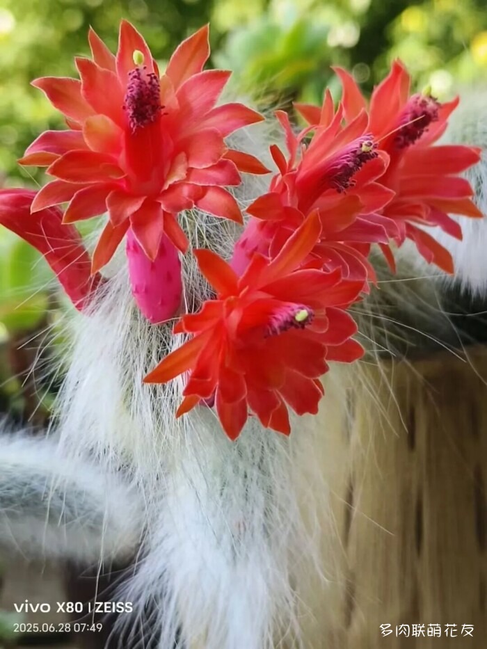 联萌花友的多肉