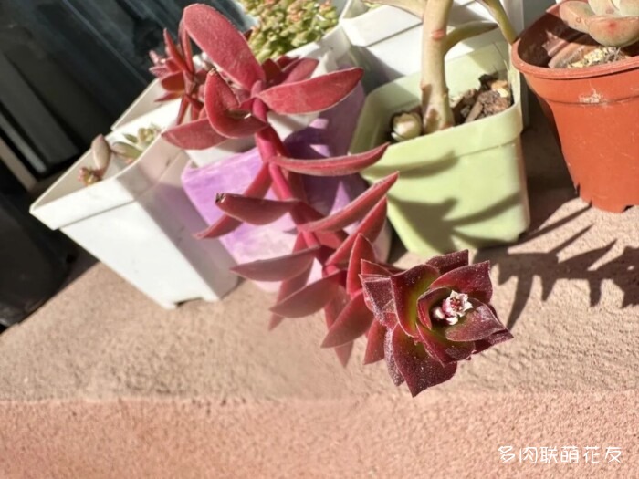联萌花友的多肉