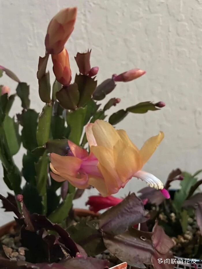 联萌花友的多肉