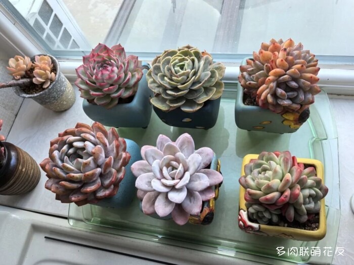 联萌花友的多肉