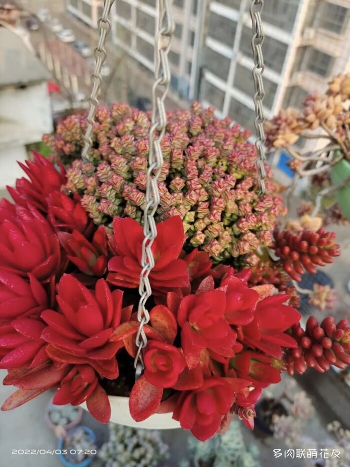 联萌花友的多肉