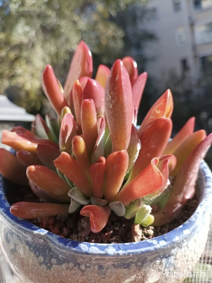 联萌花友的多肉