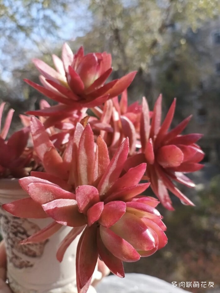 联萌花友的多肉