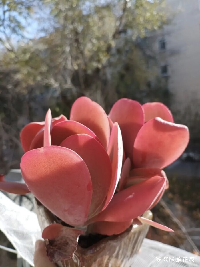 联萌花友的多肉