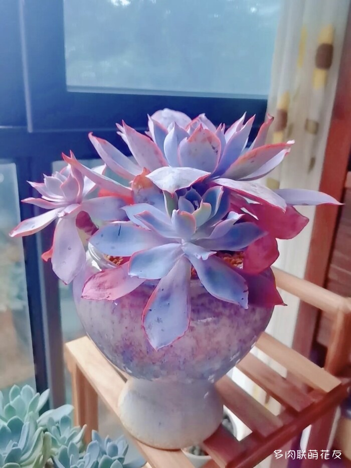 联萌花友的多肉