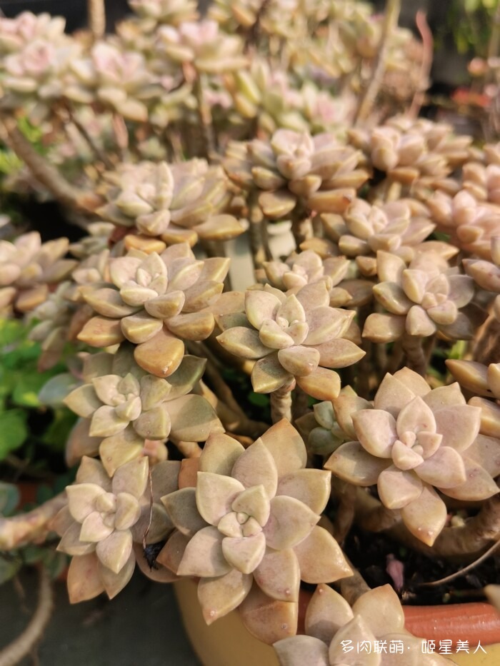 秋天的多肉