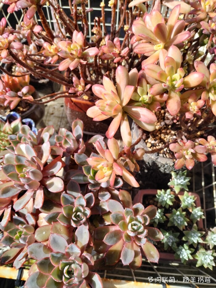 秋天的多肉