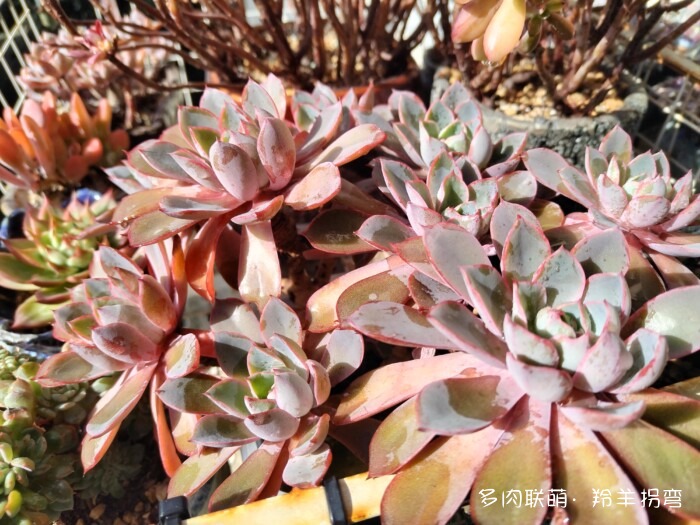 秋天的多肉