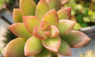 愿我们都如花在野