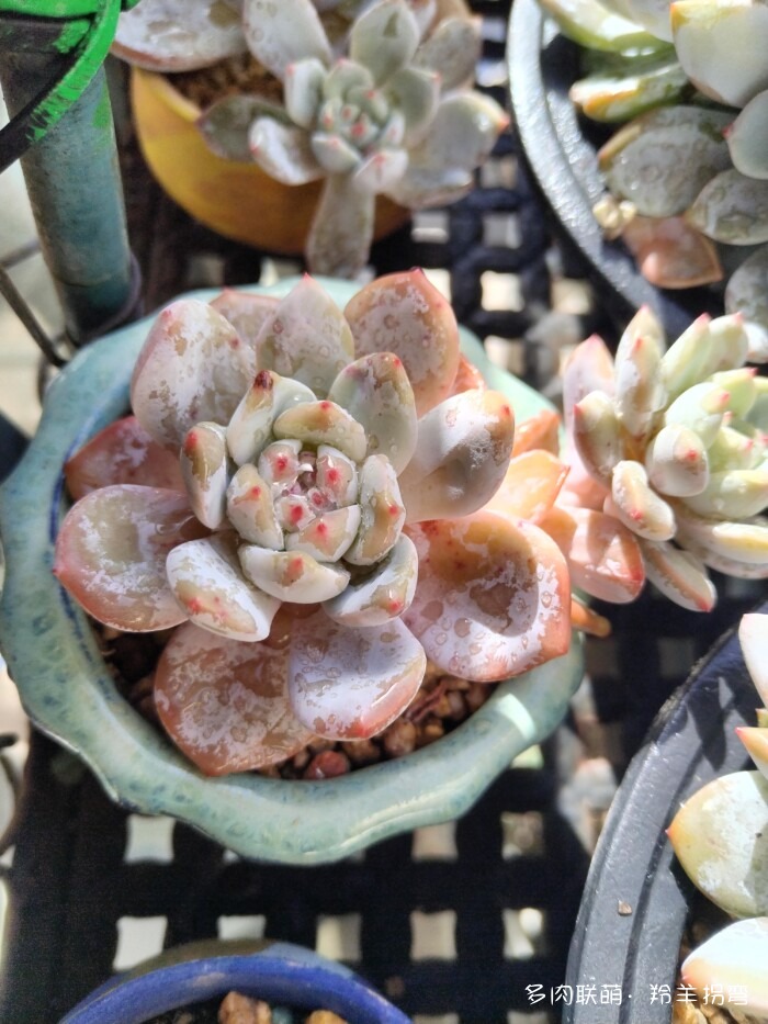 秋天的多肉