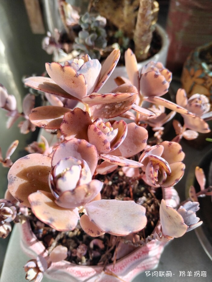 秋天的多肉