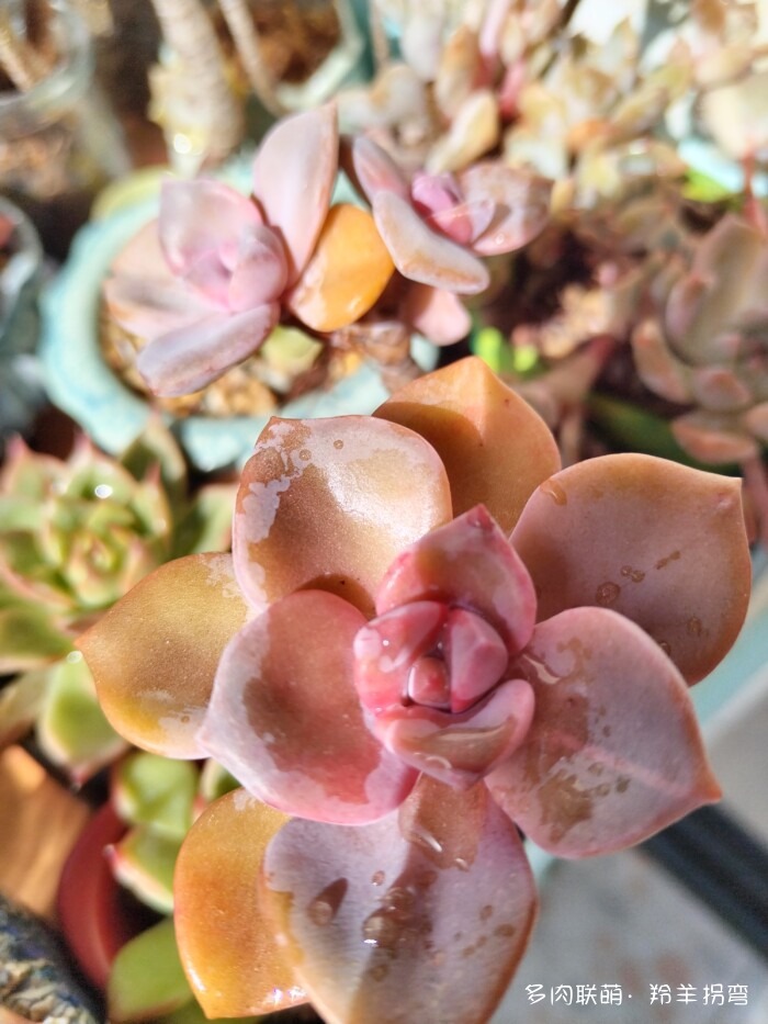 秋天的多肉