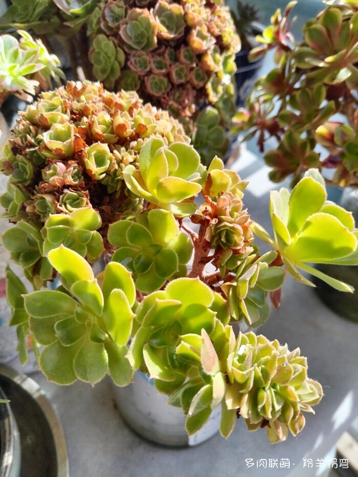 秋天的多肉