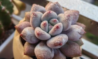 晒大家的多肉约个稿😋