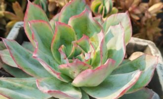 阳光下的小美好