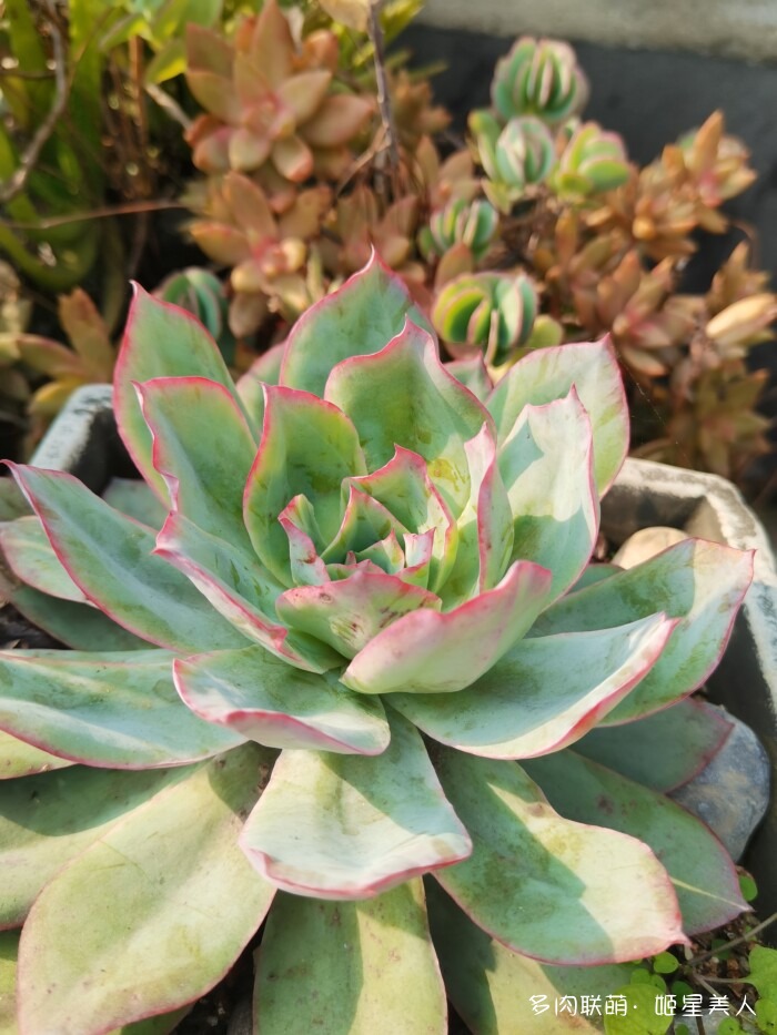 秋天的多肉，好看