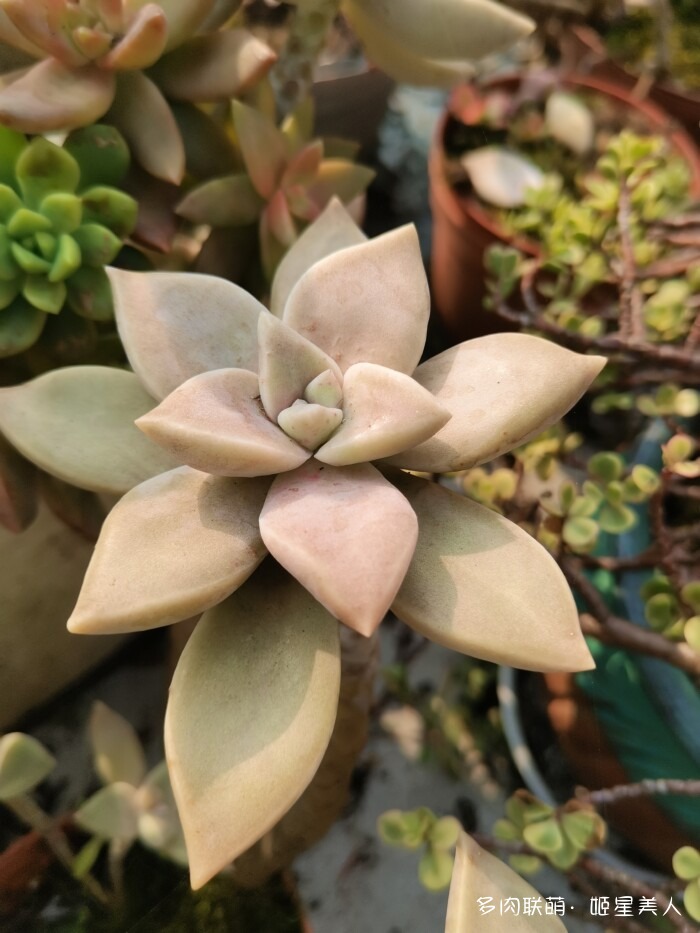 秋天的多肉，好看