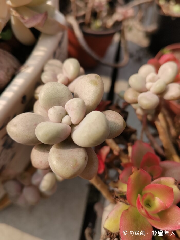 秋天的多肉，好看