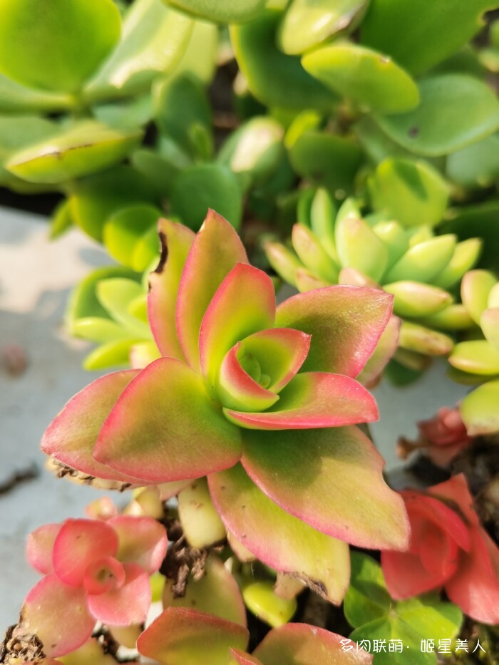 秋天的多肉，好看