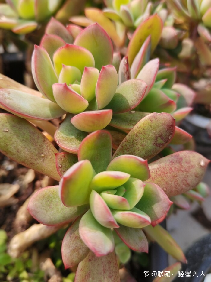 秋天的多肉，好看