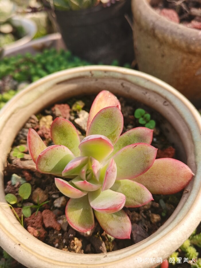 秋天的多肉，好看