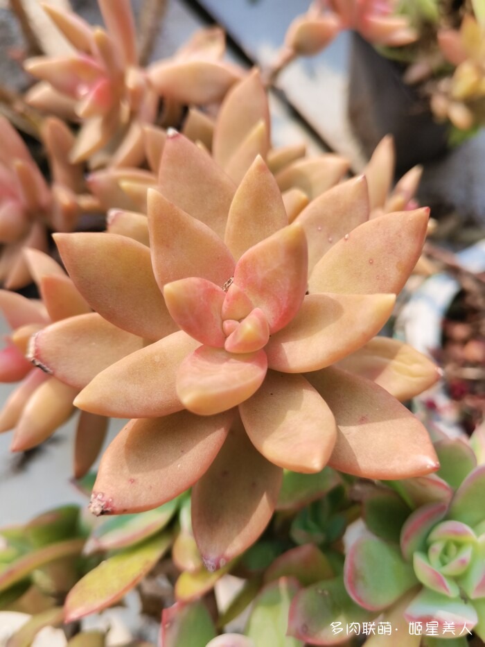 秋天的多肉，好看