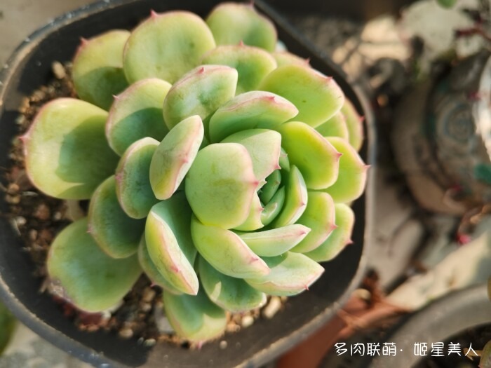 秋天的多肉，好看