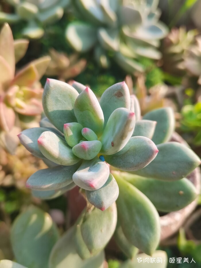 秋天的多肉，好看