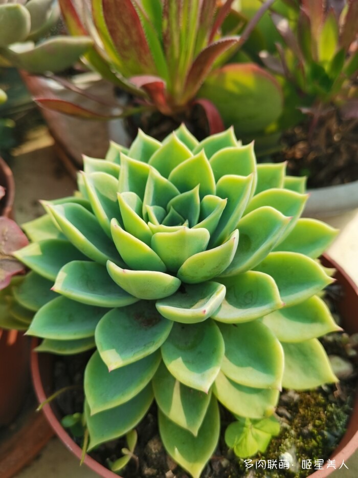 秋天的多肉，好看