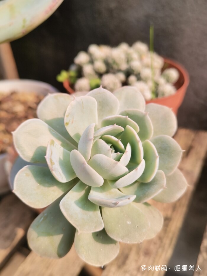 秋天的多肉，好看