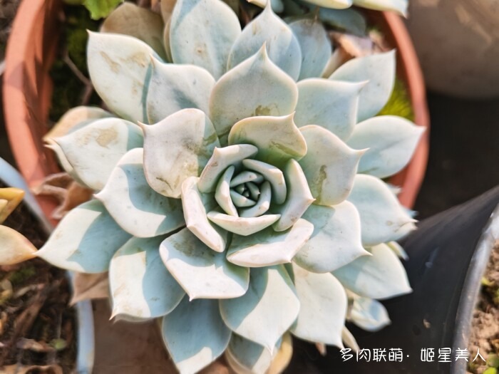 秋天的多肉，好看