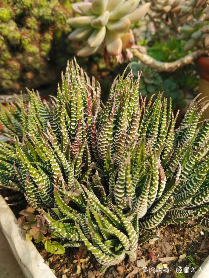 秋天的多肉，好看