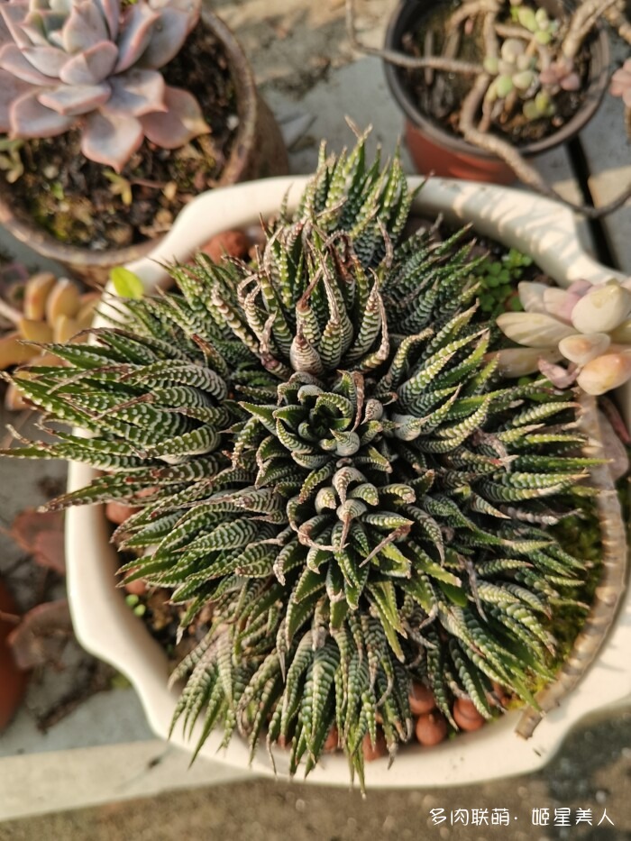 秋天的多肉，好看