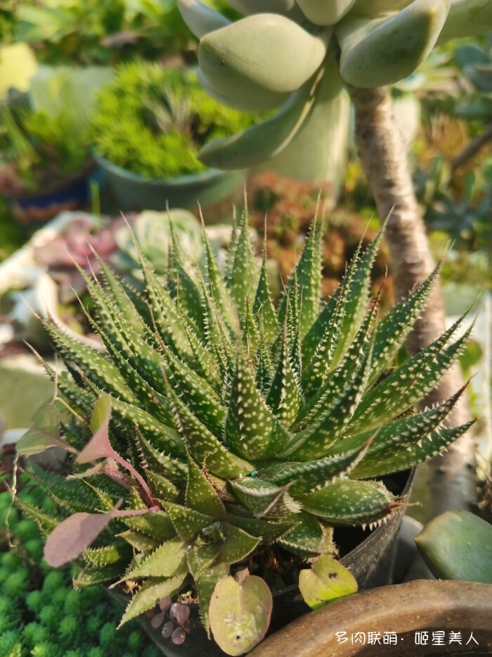 秋天的多肉，好看