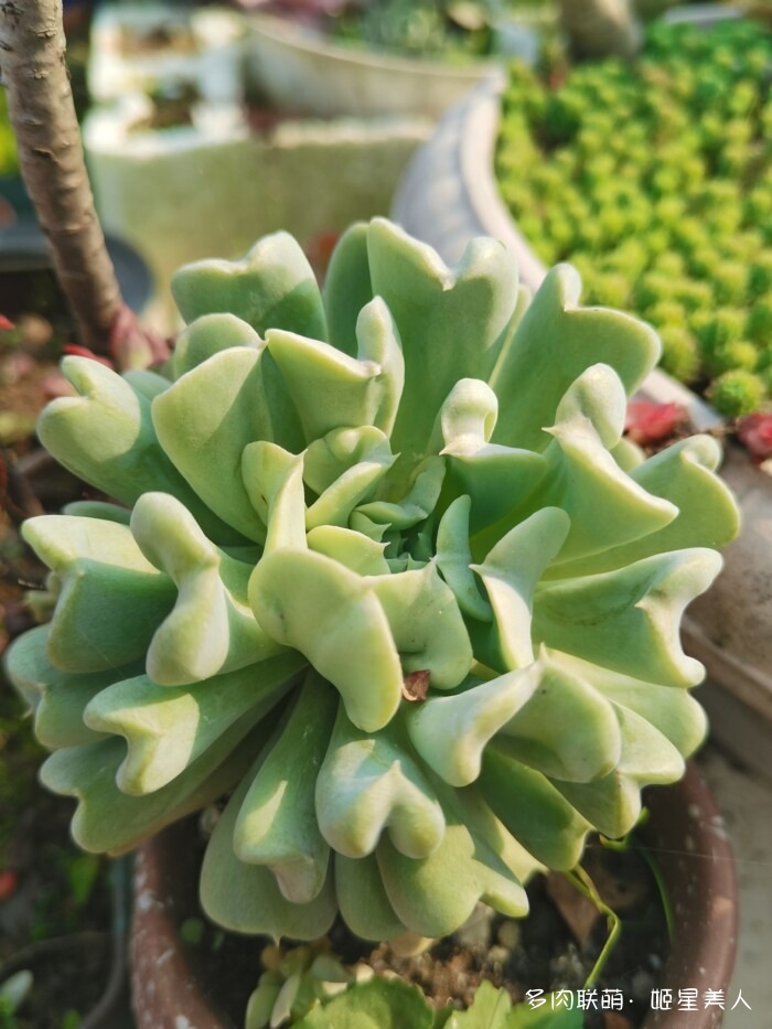 秋天的多肉，好看