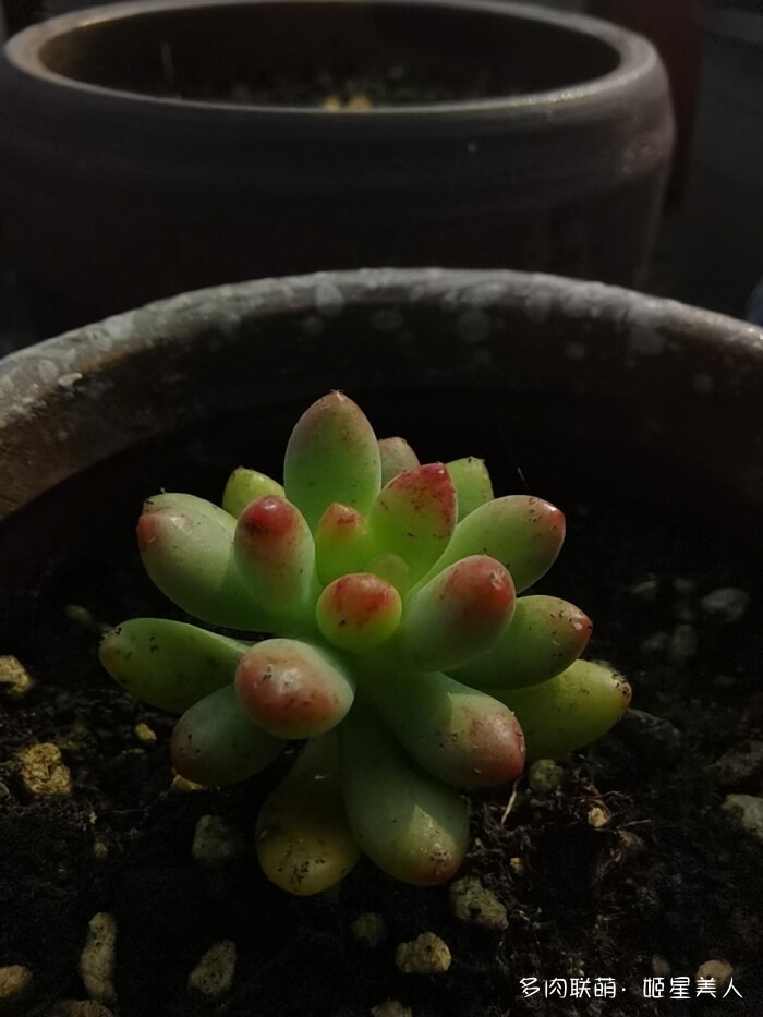 秋天的多肉，好看