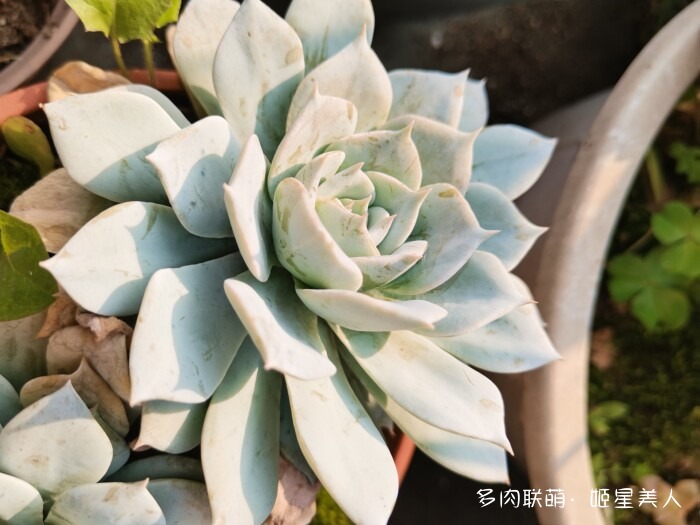 秋天的多肉，好看