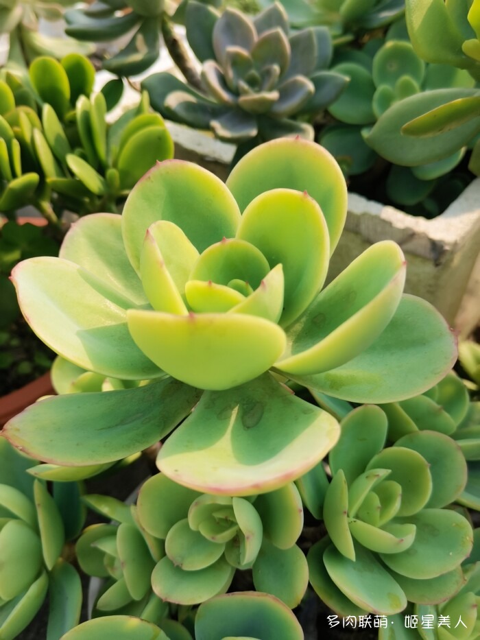 秋天的多肉，好看