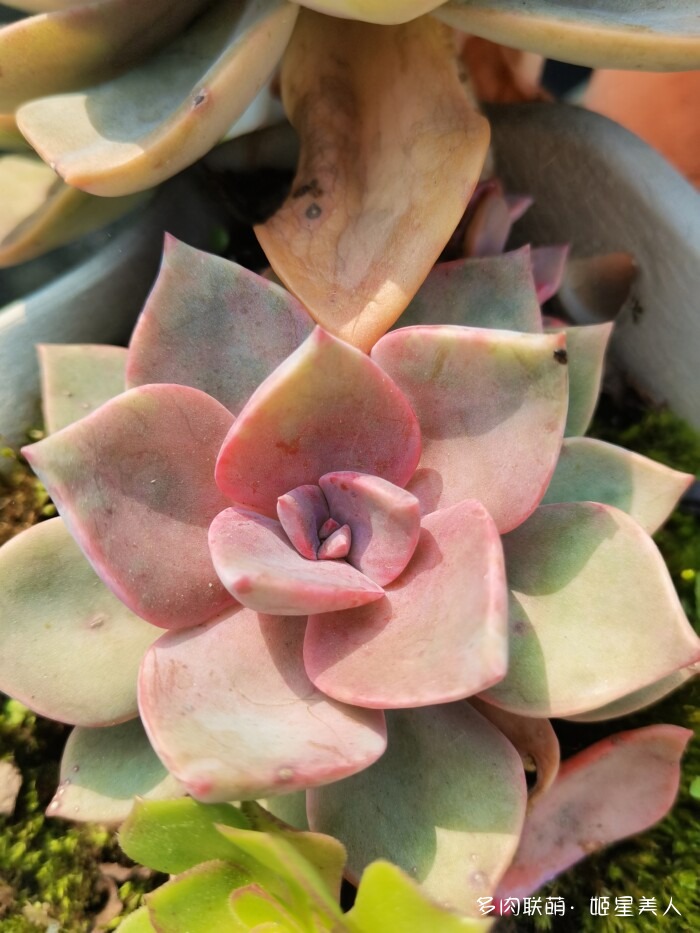 秋天的多肉，好看