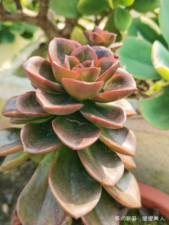 秋天的多肉，好看