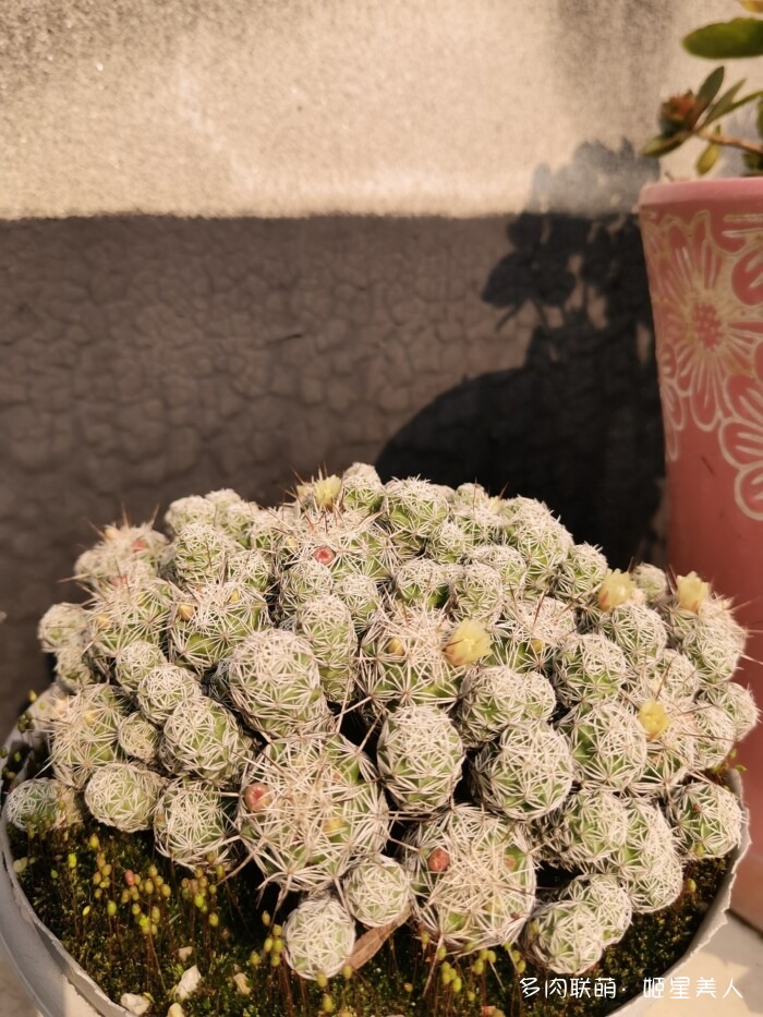 秋天的多肉，好看