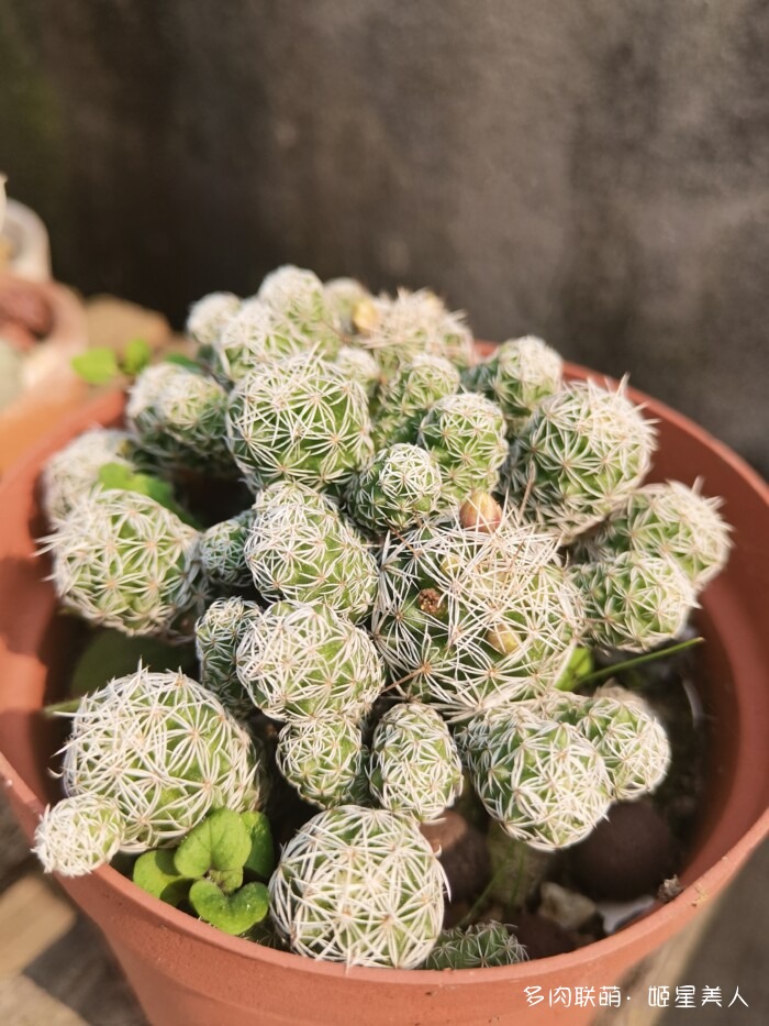 秋天的多肉，好看