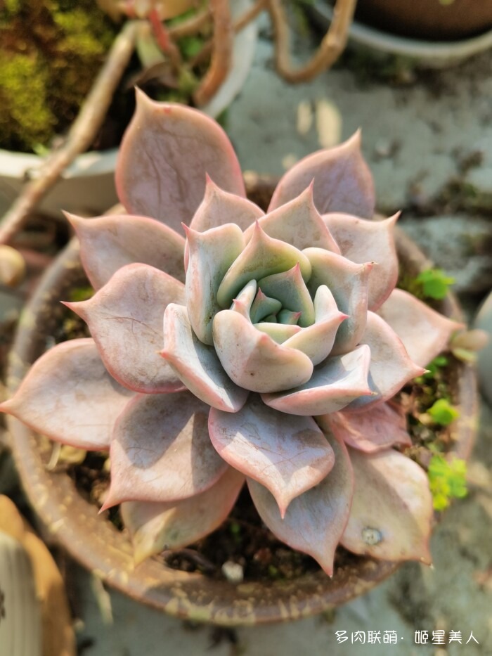 秋天的多肉，好看