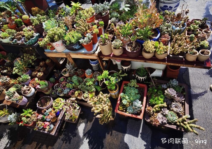 天台香格里拉的多肉