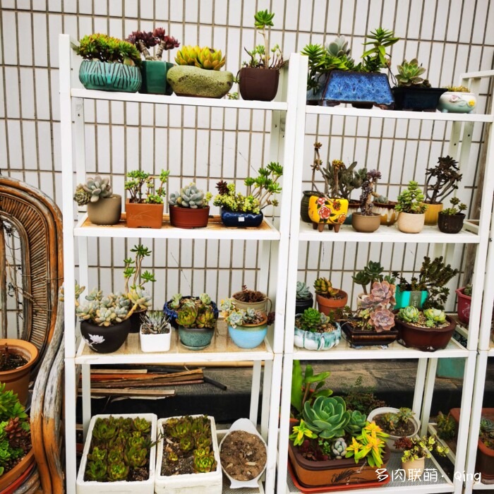 天台香格里拉的多肉